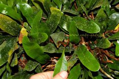 tn_Polypodium-loxogramme