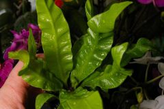 tn_asplenium-gufr