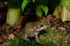 1_Bufo_alvarius_4d448c2c145ad
