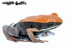 1_Mantella_betsile_53fda8c950f7b