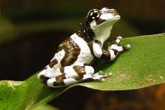 1_milkfrog