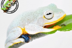 1_rhacophorus