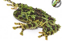 1_theloderma_corticale