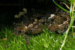 1_tn_Theloderma-stellatum