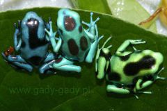 1_tn_auratus-trio