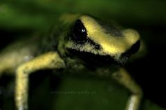 1_tn_terribilis-mint-1