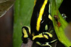 1_tn_truncatus-1