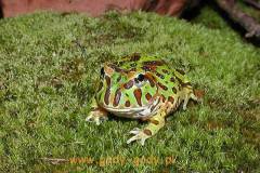Ceratophrys-ornata