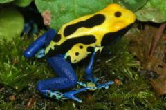 Dendrobates_tinc_4c9d149c6146f