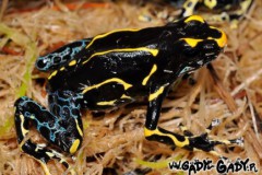 Dendrobates_tinc_565ccadc010fe