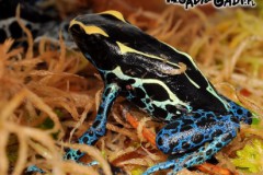 Dendrobates_tinc_565ccddacca55