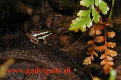 Epipedobates-tricolor
