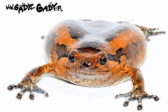 Kaloula_pulchra_544a386b0690a