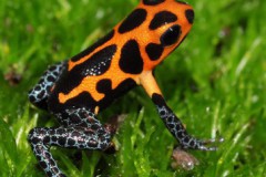 Ranitomeya_imita_565cce872f8d3
