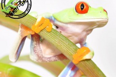 agalychnis