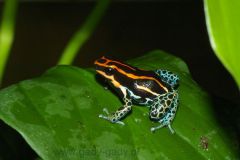 amazonicus
