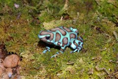 auratus-bronze