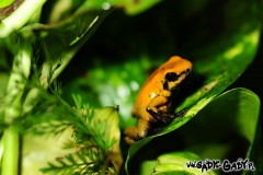 bicolor