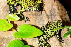 bombina-orientalis-12