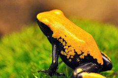 galactonotus