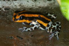 lamasi