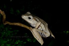otilophus