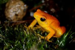 tn_Mantella-aurantiaca