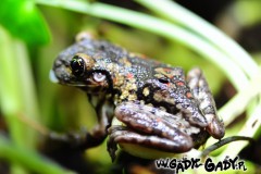 venulosa