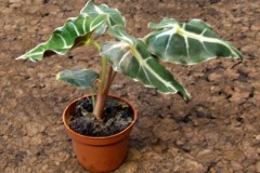 Alocasia_sp._4fda5d2fdabd4