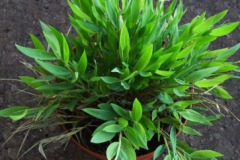 Bamboe_sp.___51785b935848a
