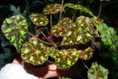 Begonia_boverae_50c90b7c31e9f