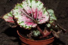 Begonia_rex___506f6c7af1eb5