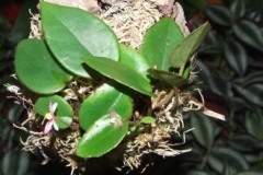 Begonia_schulzei_519d456f4f37f