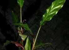 Calathea_mini_4d0ebda072f95
