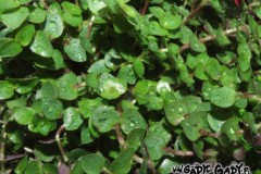 Callisia_turtle_527584d840cf3