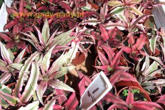 Cryptanthus-mav