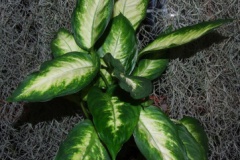 Dieffenbachia_sp_533d794975001