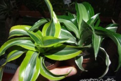 Dracaena_deremen_518ae0afa5b4e