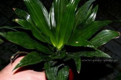 Dracena_compact_4d0ebe1ab3722