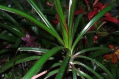 Dracena_sp._5193ff2824aa4