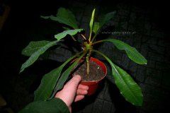 Euphorbia_leucon_4d0ebeabe2f04