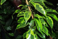 Ficus_Benjamina__5074b5948365f