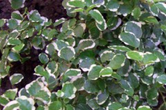 Ficus_pumila__va_4e5ea2cd26d2b