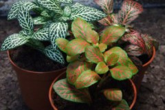 Fittonia_verscha_5140f25860637