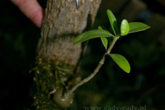 Hydnophytum-formicarium
