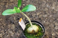 Hydnophytum_sp._4fe2614a5517b
