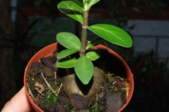 Hydnophytum_sp.__5385201f1c712