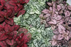 Hypoestes_sp.___518adfa0634fc