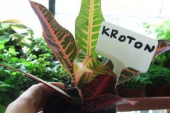 Kroton_sp._4feb98143fe36