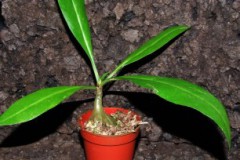 Myrmecodia_armat_506f602c9964e